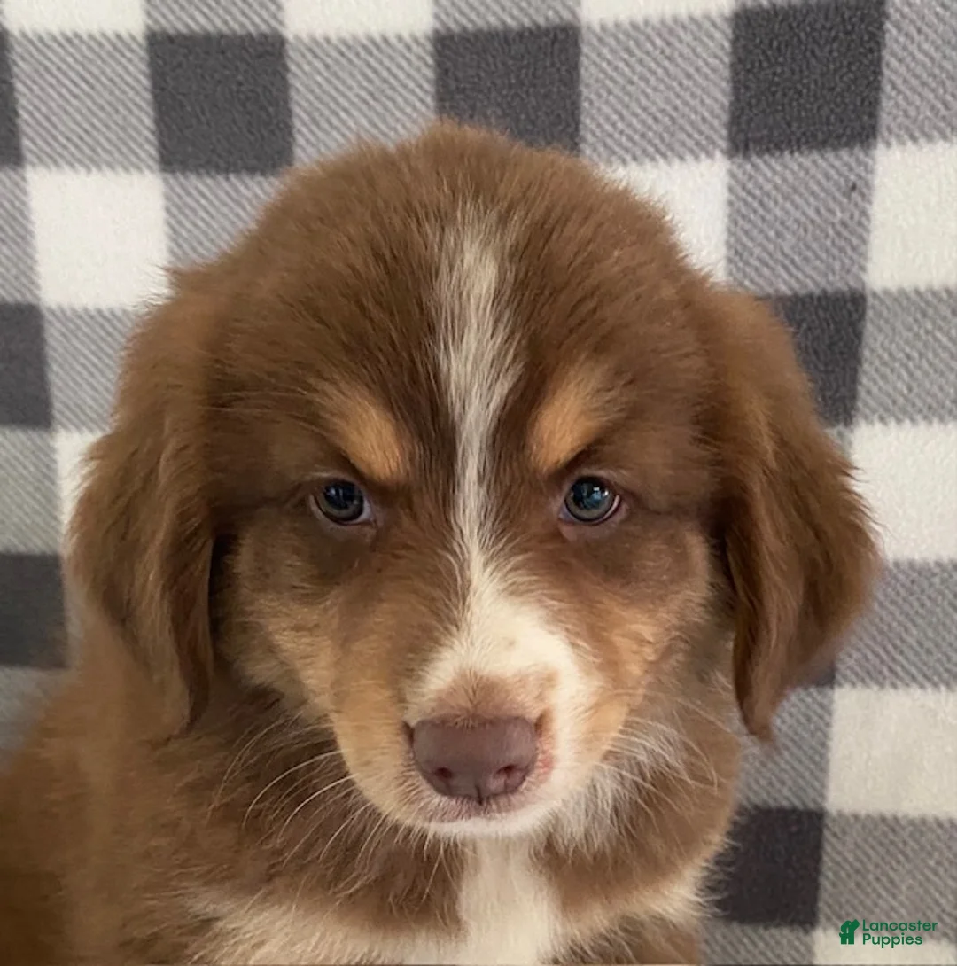Australian Shepherd dogs for sale: Sherman - Ad 2
