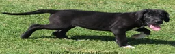 Great Dane dogs for sale: Mitzi - Ad 8