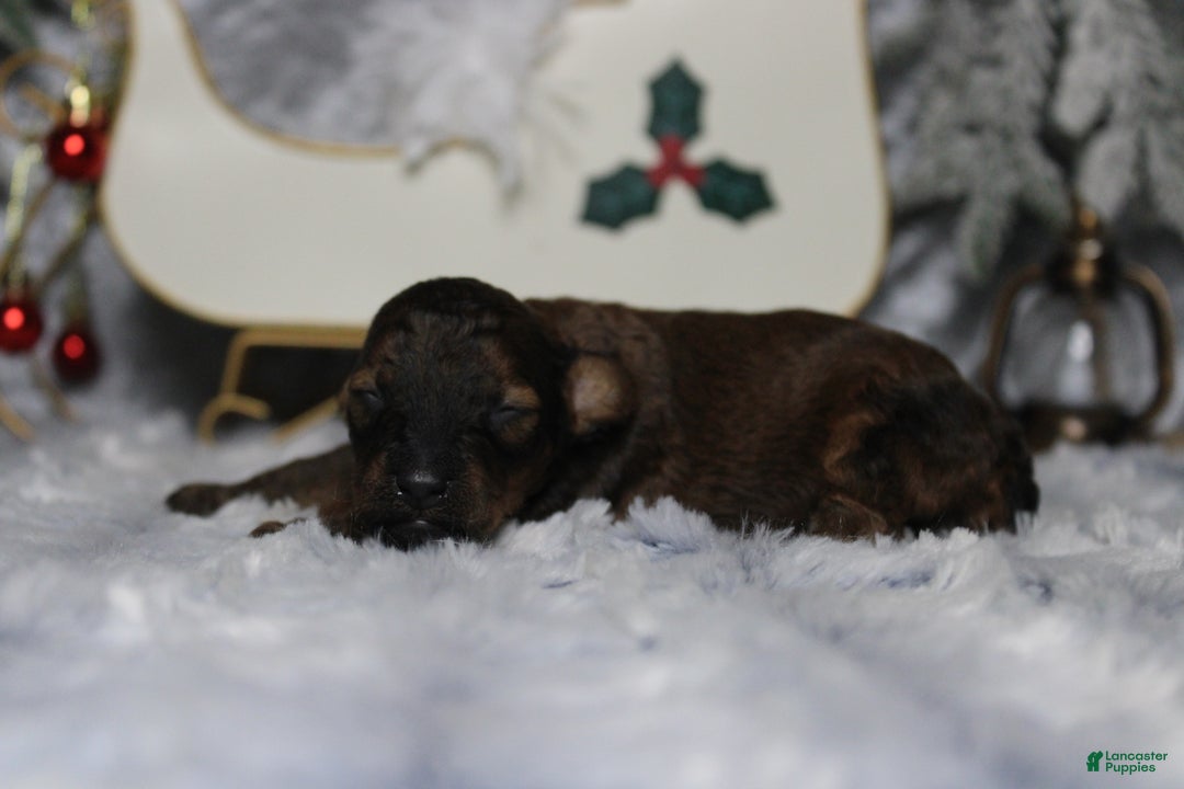 Toy Poodle dogs for sale: Sardonyx - Ad 6