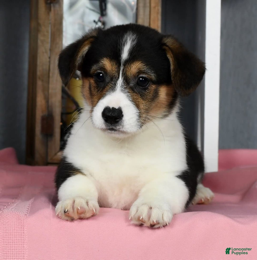 Gallery Image {{count}}