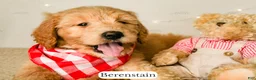 Goldendoodle dogs for sale: Berenstain - Ad 10
