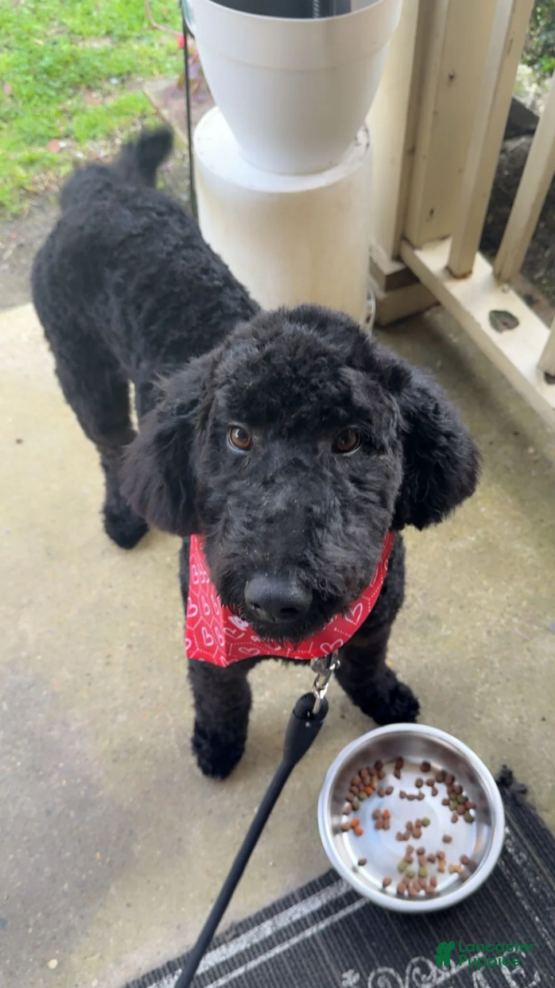 Standard Poodle dogs for sale: Standard Poodle Puppy 1 - Ad 2