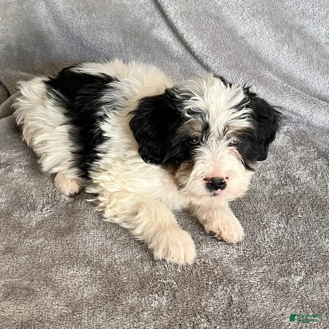 Bernedoodle dogs for sale: Jude updated pics - Ad 9