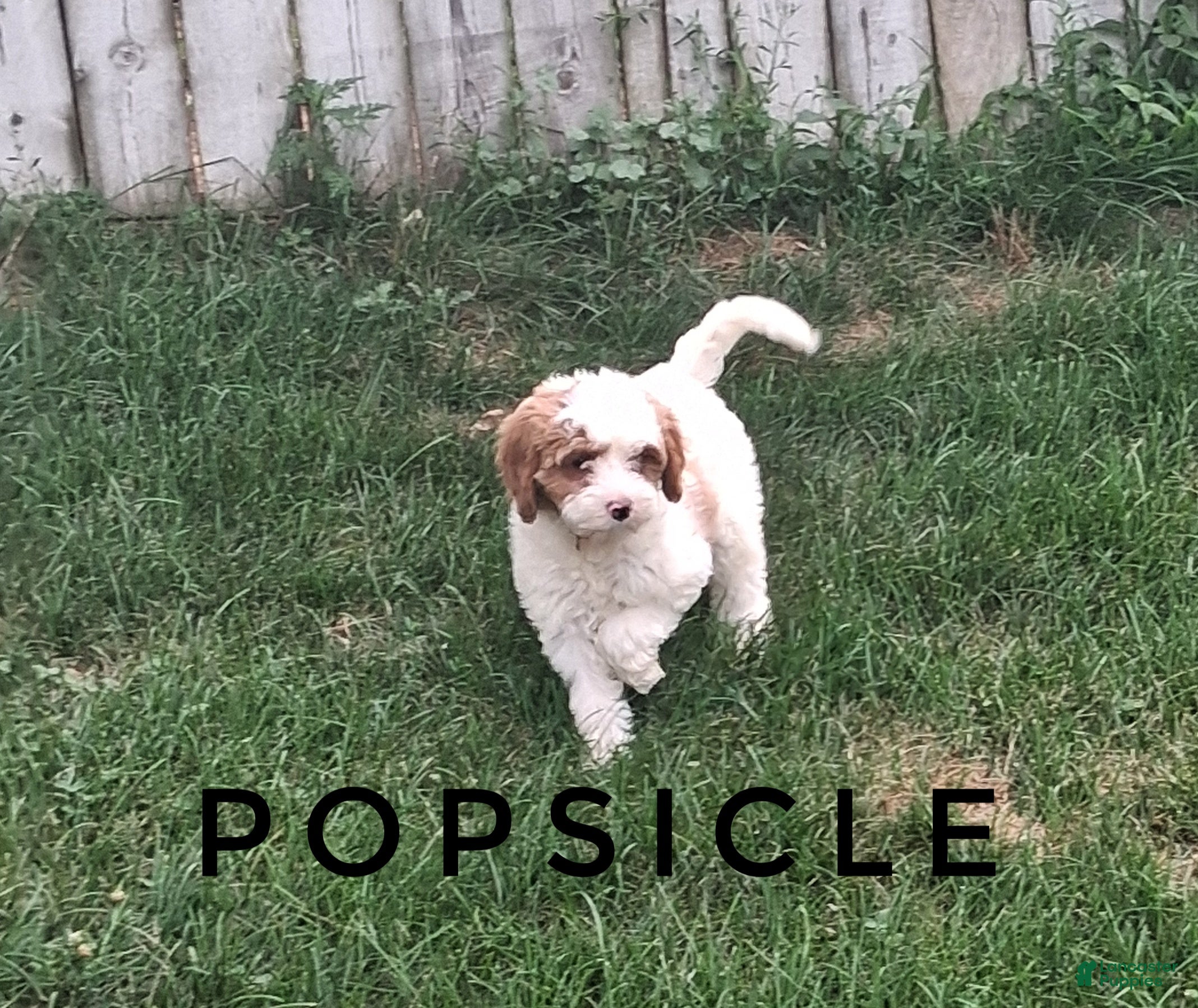 Cavapoo dogs Popsicle joy - Ad 1