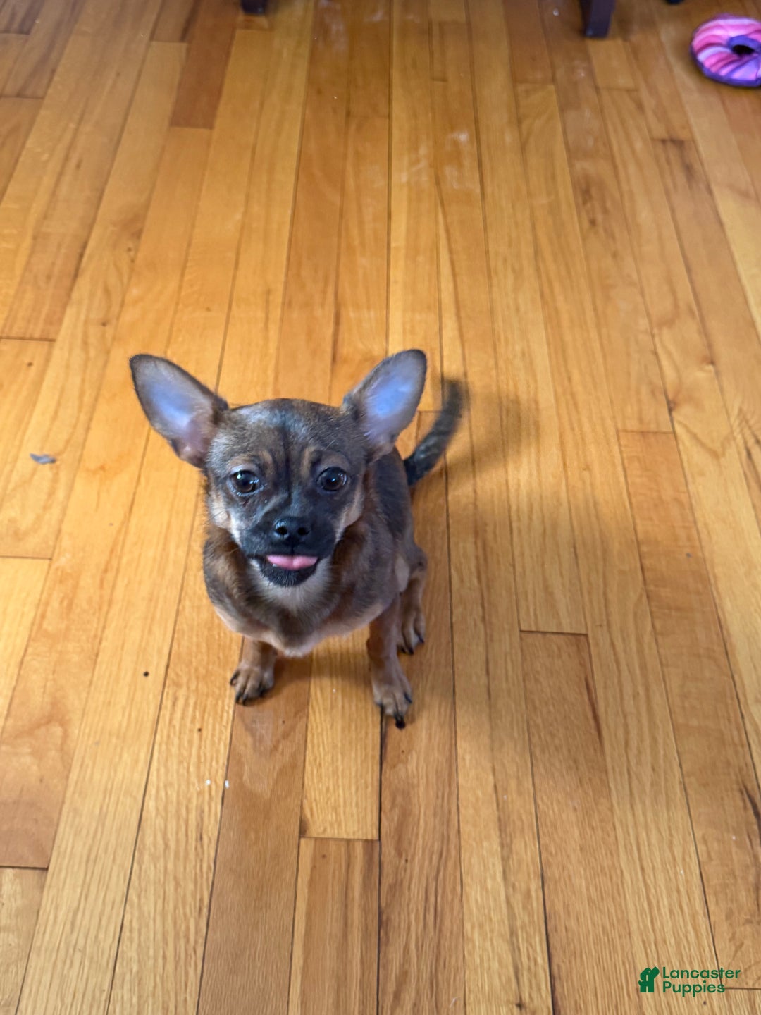 Mixed Breed dogs for sale: Mixed Breed Puppy 1 - Ad 4