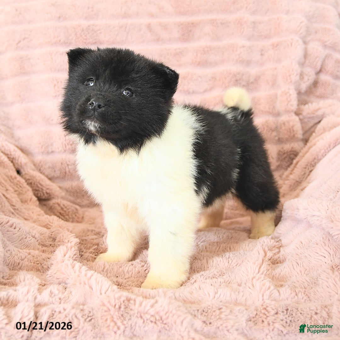 Akita dogs for sale: Flicker - Ad 3