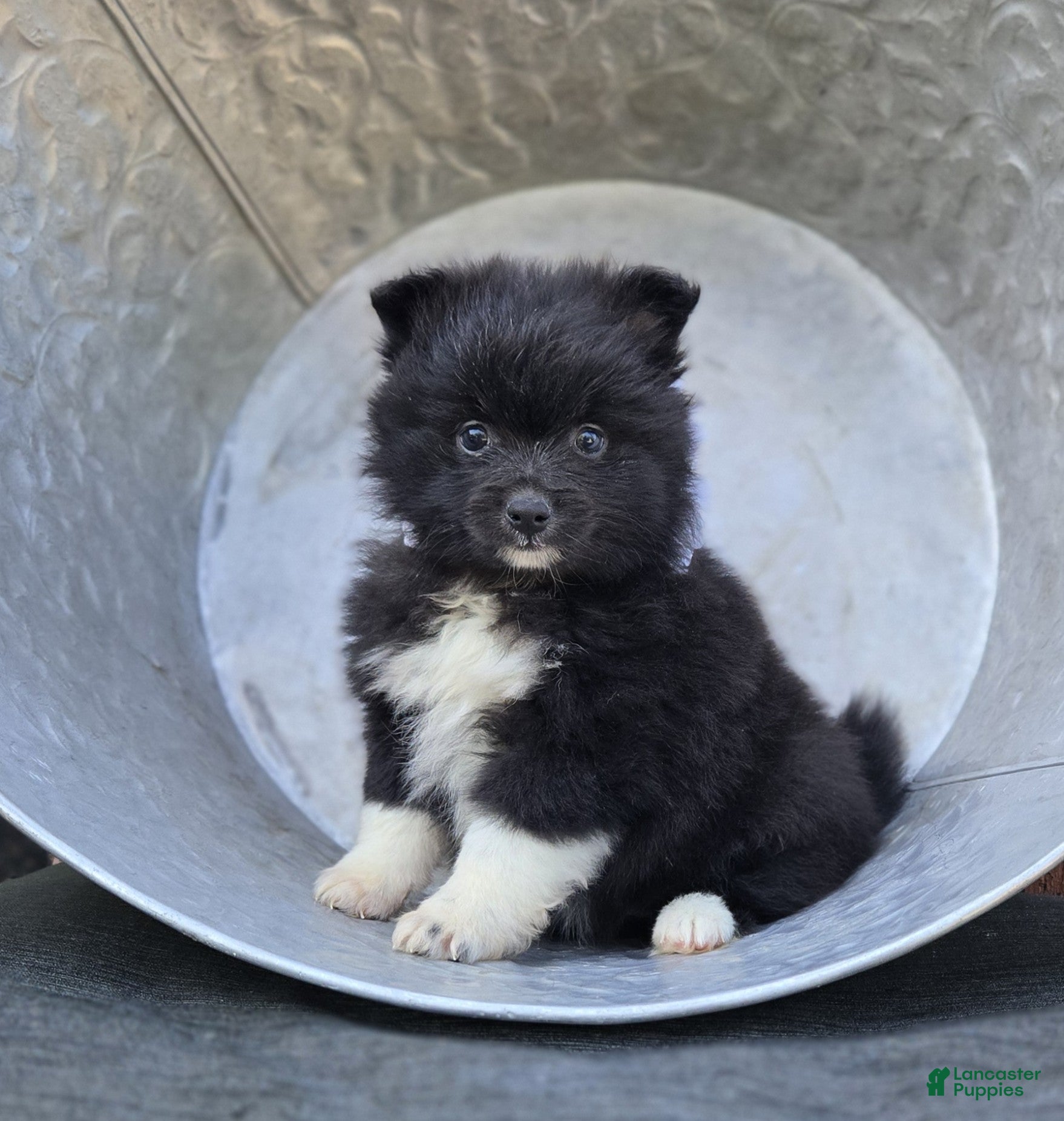 Pomeranian dogs Nicole - Ad 2