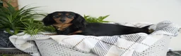Miniature Dachshund dogs for sale: Coffee - Ad 5