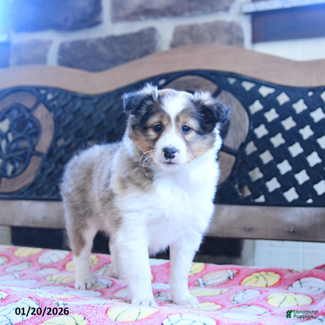 Shetland Sheepdog dogs for sale: Dixie - Ad 3