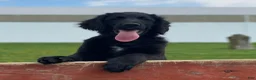 Mixed Breed dogs for sale: Bella - Ad 11