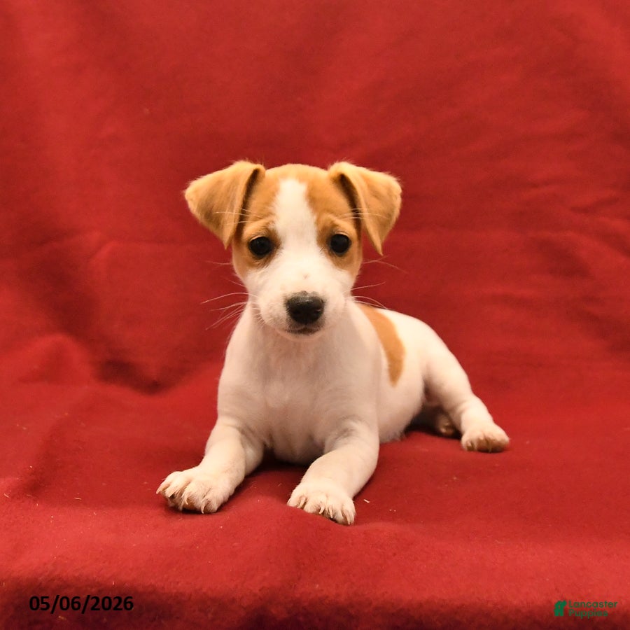 Jack Russell Terrier dogs Margie - Ad 2