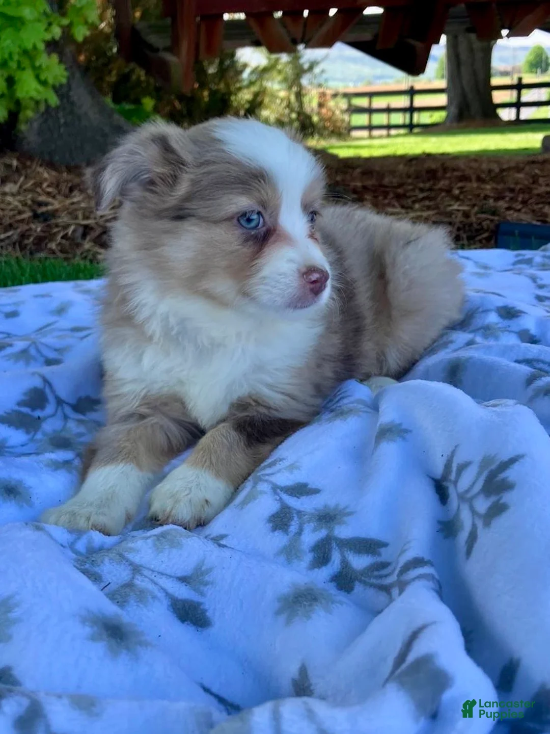 Miniature Australian Shepherd dogs for sale: Bambi - Ad 2