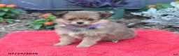 Pomeranian dogs for sale: Hazel - Ad 1