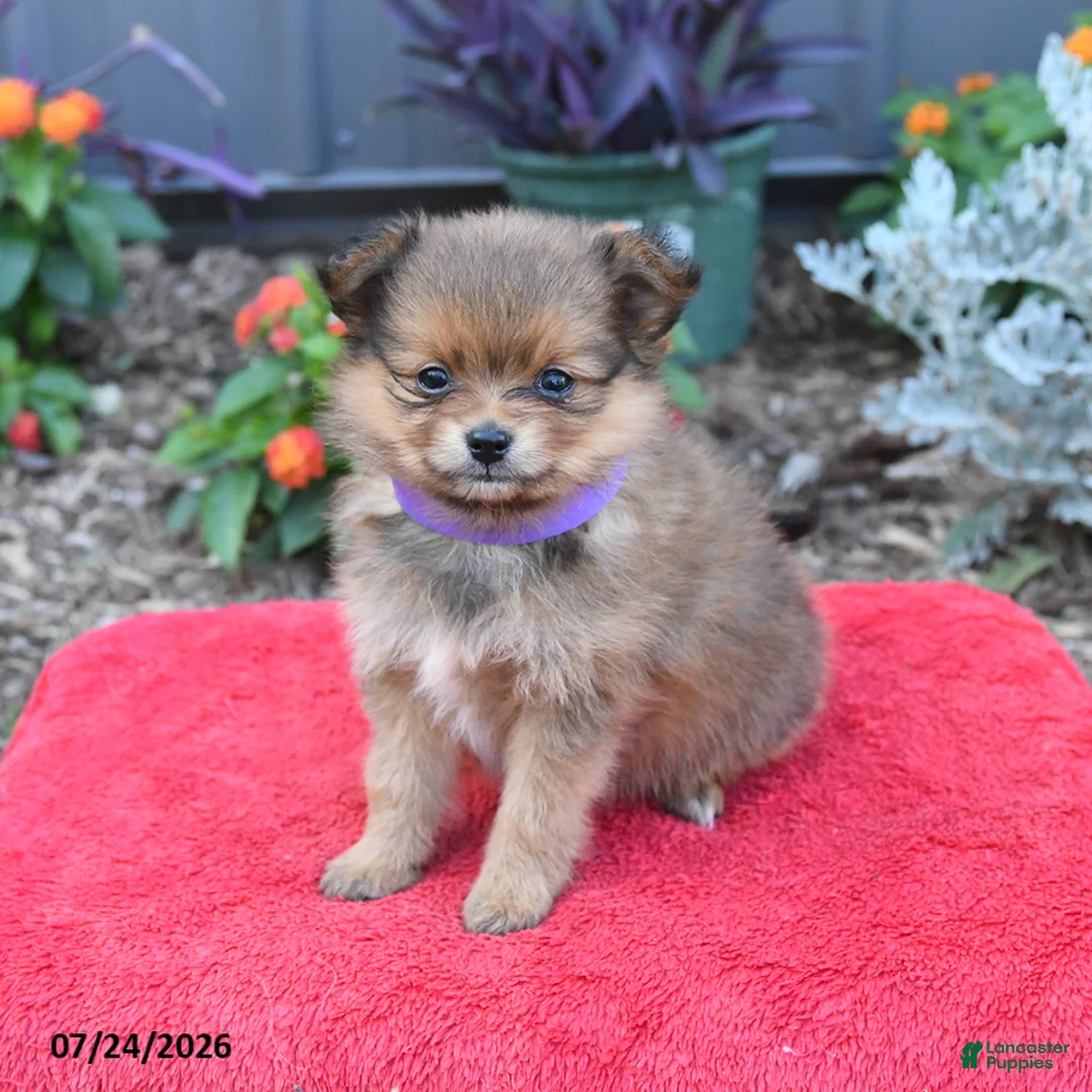 Pomeranian dogs for sale: Hazel - Ad 1
