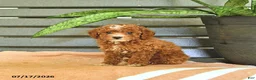 Miniature Poodle dogs for sale: Cinderella - Ad 4