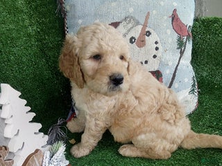 Goldendoodle dogs Sandy - Ad 33
