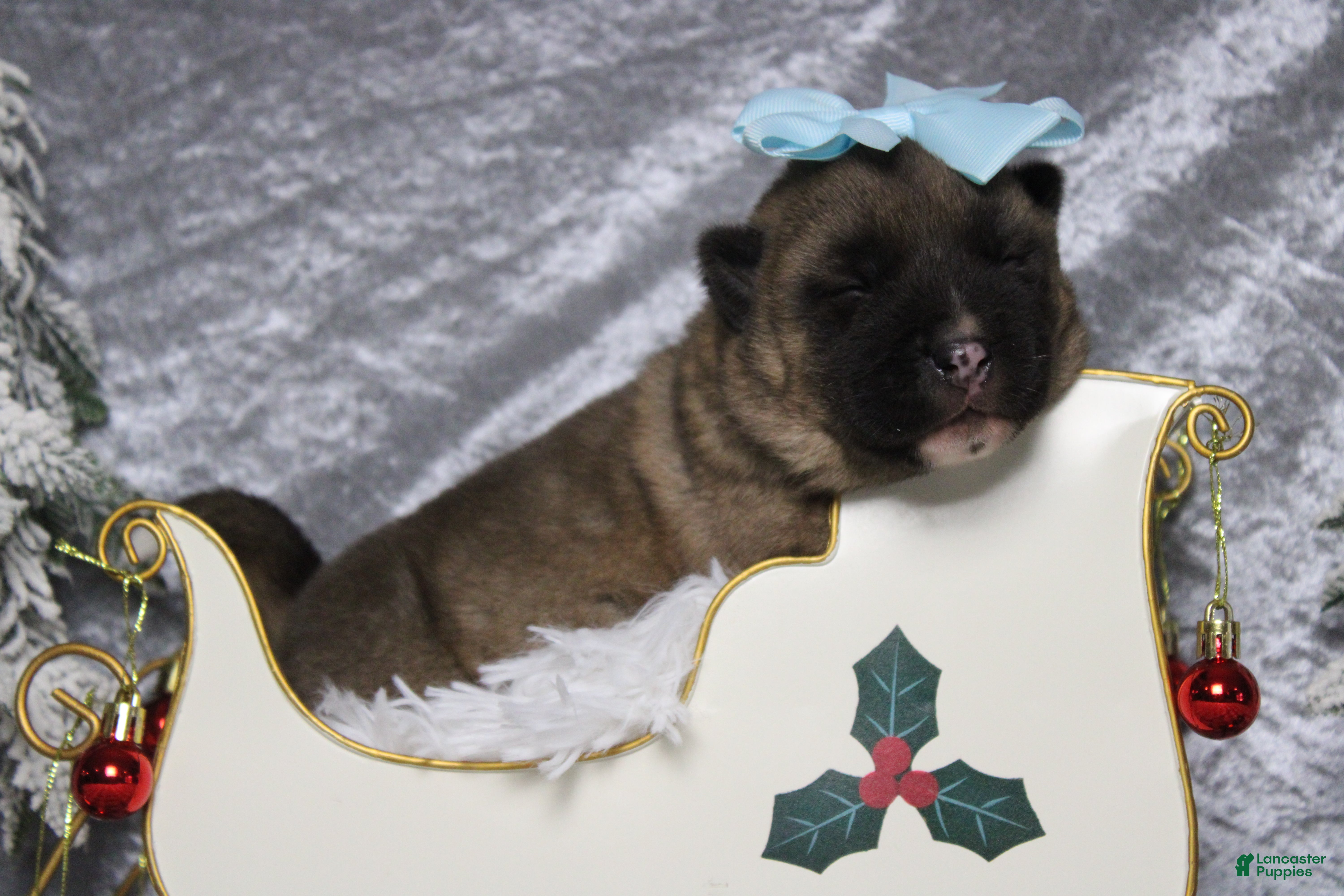 Akita dogs Jill  - Ad 1