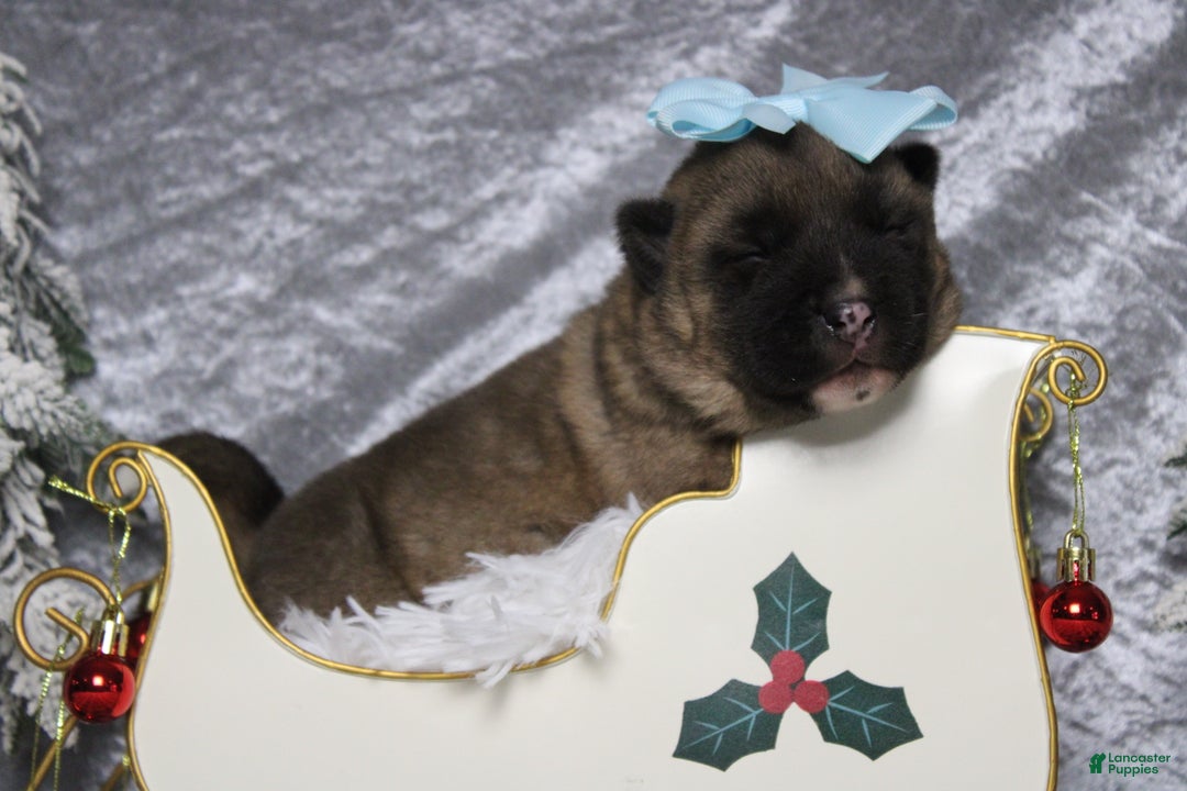 Akita dogs for sale: Jill  - Ad 1