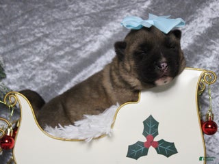 Akita dogs Jill - Ad 1