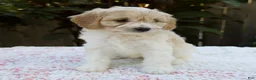 Cavapoo dogs for sale: Frankie - Ad 5