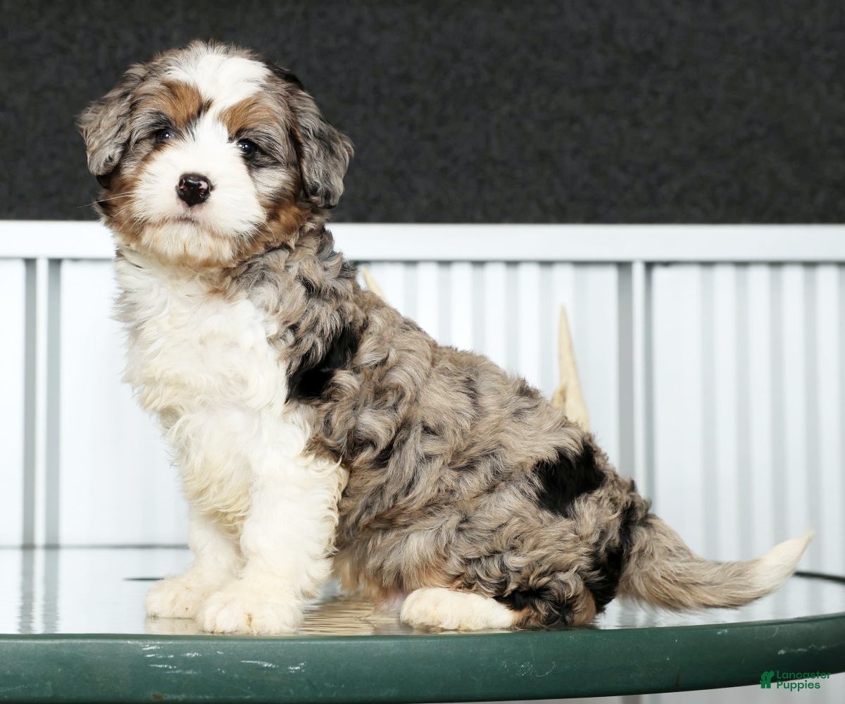 Mini Bernedoodle dogs Teddy - Ad 1