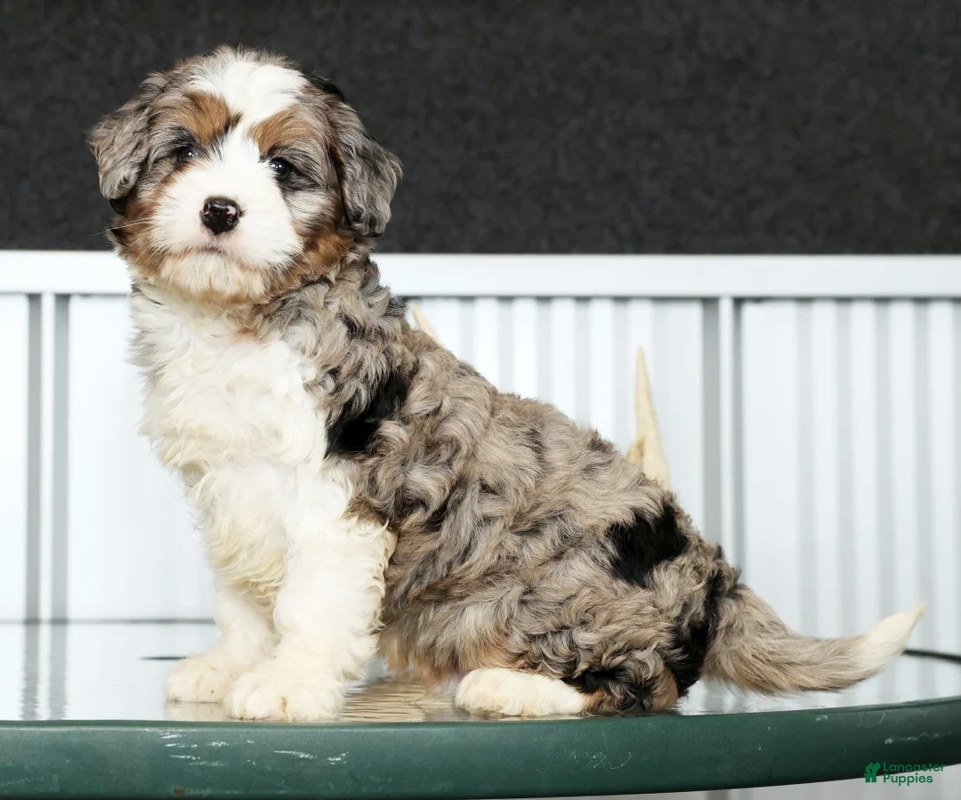 Mini Bernedoodle dogs for sale: Teddy - Ad 1
