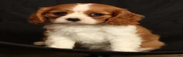 Cavalier King Charles Spaniel dogs for sale: Polly - Ad 7