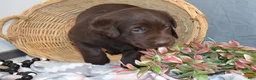Labrador Retriever dogs for sale: Daisy - Ad 2