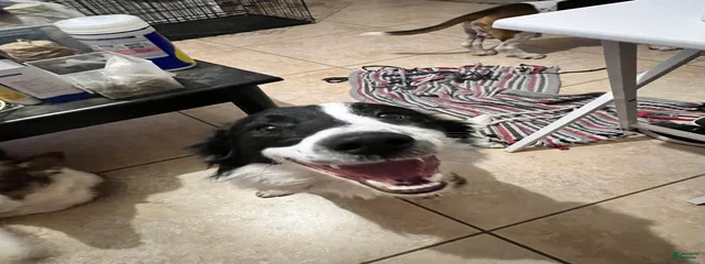 Boy