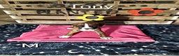 Boxer dogs for sale: Tony - Ad 1