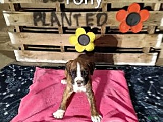 Boxer dogs Tony - Ad 40