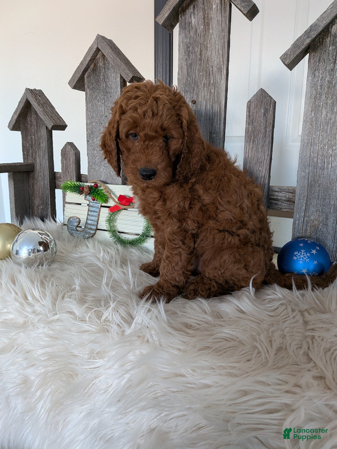 Goldendoodle dogs for sale: Prince  - Ad 2