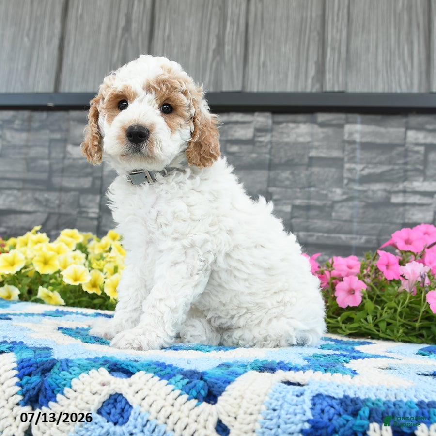 Mini Goldendoodle dogs Kingston  - Ad 2