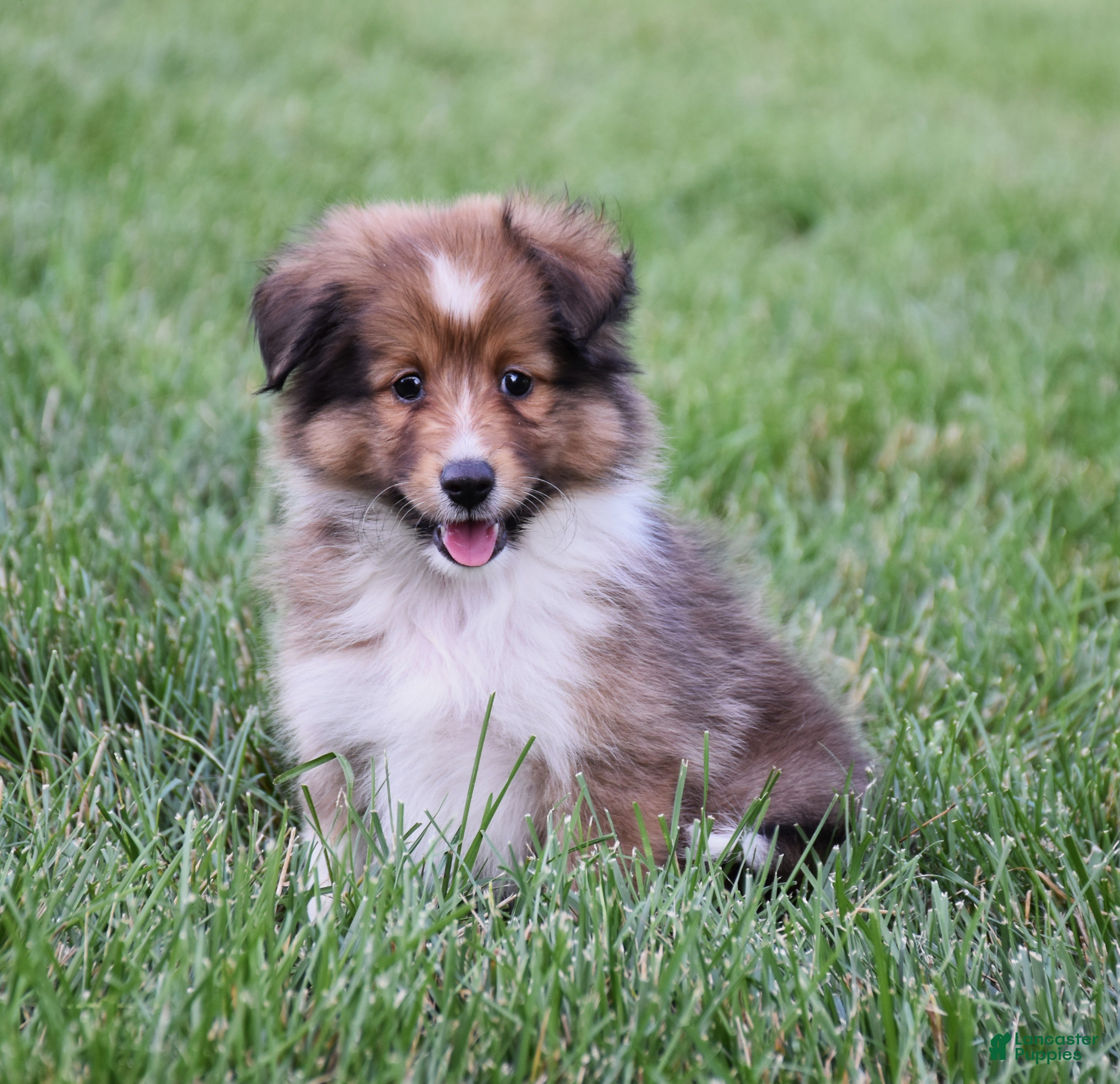 Shetland Sheepdog dogs Nova - Ad 1