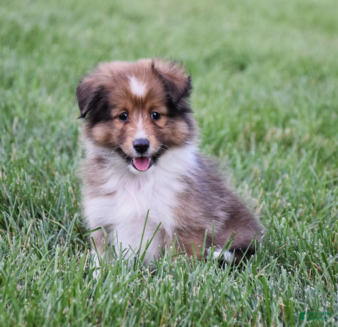 Shetland Sheepdog dogs for sale: Nova - Ad 1