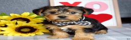 Yorkshire Terrier dogs for sale: Hank  - Ad 7