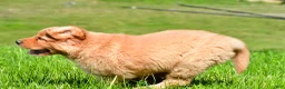 Golden Retriever dogs for sale: Turbo - Ad 9