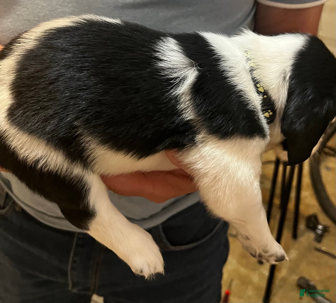 English Springer Spaniel dogs for sale: English Springer Spaniel Puppy 7 - Ad 1