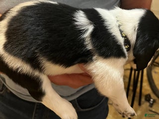 English Springer Spaniel dogs English Springer Spaniel Puppy 7 - Ad 42