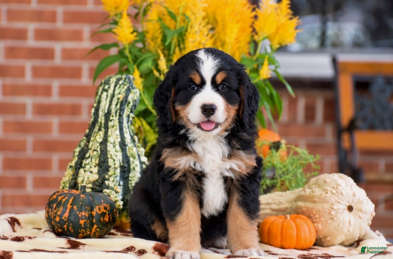 Miniature Bernese Mountain Dog dogs Lee - Ad 1