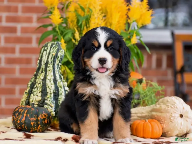 Miniature Bernese Mountain Dog dogs Lee - Ad 1