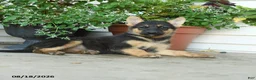 Gerberian Shepsky dogs for sale: Tilly - Ad 5