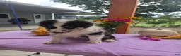 Australian Shepherd dogs for sale: Charlie - Ad 5