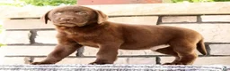 Labrador Retriever dogs for sale: Max - Ad 4