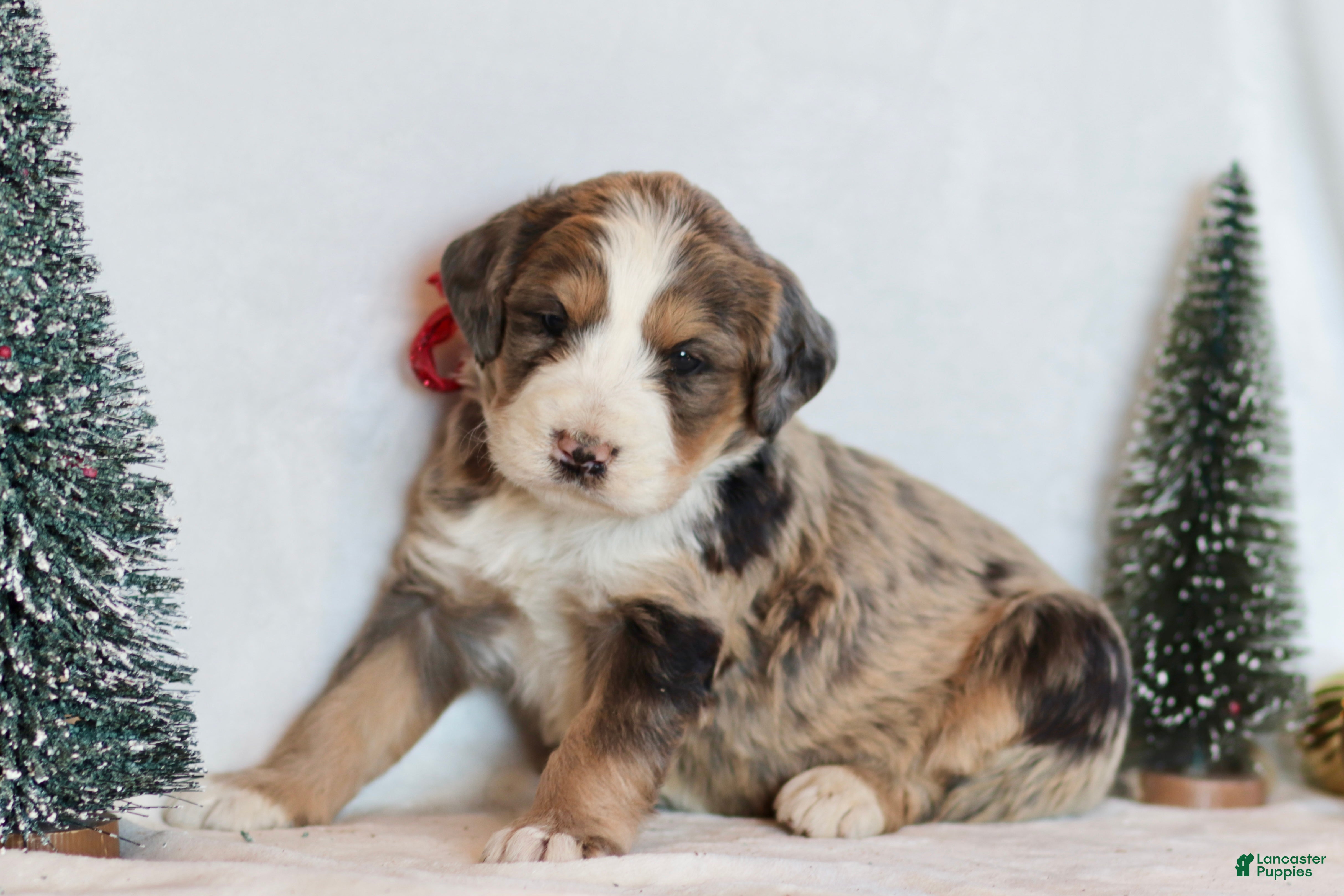 Bernedoodle dogs Winter - Ad 33