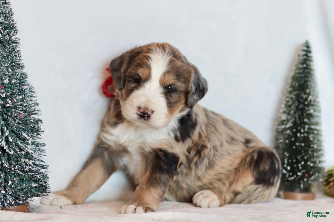 Bernedoodle dogs for sale: Winter - Ad 1