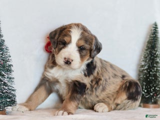 Bernedoodle dogs Winter - Ad 33