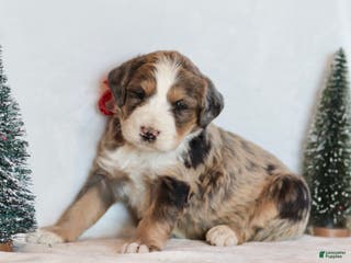 Bernedoodle dogs Winter - Ad 9