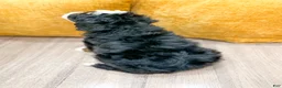 Mini Bernedoodle dogs for sale: Skye - Ad 5