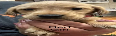Red Golden Retriever 4